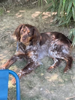 Étalon Epagneul Breton - Tanga (Sans Affixe)