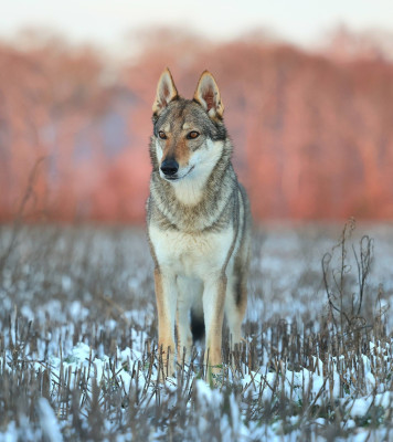 Étalon Chien-loup tchecoslovaque - The Ending Of Hell Wolves Ushakiran