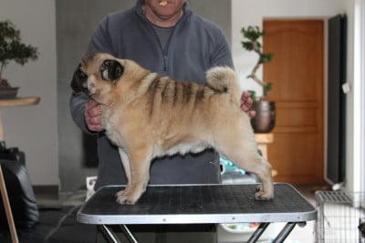 image de Showstopper