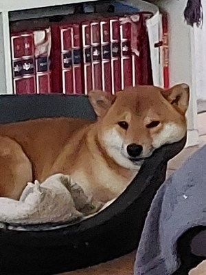 Étalon Shiba - UILOW Du clan Mac deken