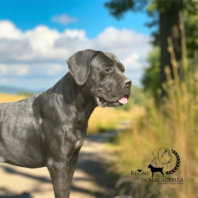 Étalon Cane Corso - Ulane Du Règne De Malaudrea