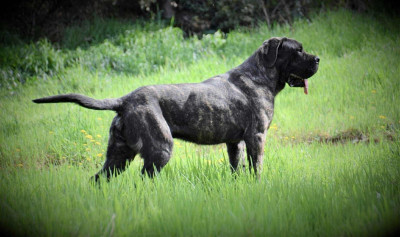 Étalon Cane Corso - Tiger Du Règne De Malaudrea