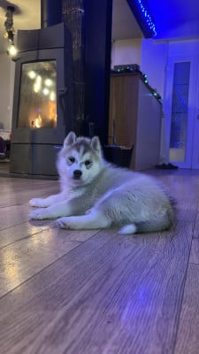 Étalon Siberian Husky - A Destiny of Freyja du Domaine des Loups de l’Est