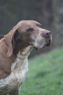 Étalon Braque français, type Gascogne (grande taille) - Ludo de la Valis Clausa