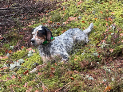 Étalon Setter Anglais - Siska Des Bois Du Montoncel