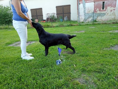 Étalon Flat Coated Retriever - CH. Ursa major Des Anges De Brière