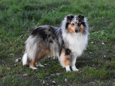 Étalon Shetland Sheepdog - Very Irresistible Blue Ice Des Louves Du Houtland