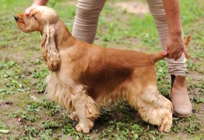 Étalon Cocker Spaniel Anglais - CH. Desert treasure at charbonnel