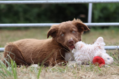 Étalon Border Collie - Amazing Kiss des Lacs de la Cote d'Argent