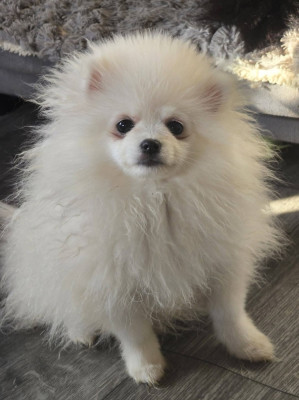 Étalon Spitz allemand - Alaya Des Poms Poms Girls