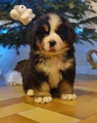 Étalon Bouvier Bernois - Arthur Au Domaine De Melba