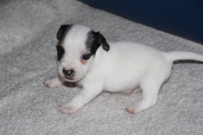 Étalon Jack Russell Terrier - VIZO Du champ de l'ormeau