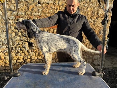 Étalon Setter Anglais - Abracadabra alma Du Fief Du Vent