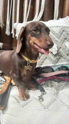 uriel clairière aux cerfs