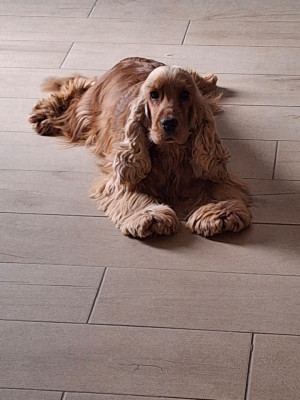 Étalon Cocker Spaniel Anglais - roulette des beautés d'haza
