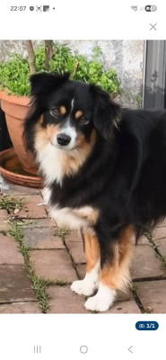 Étalon Berger Américain Miniature - virgule du hameau de roxane