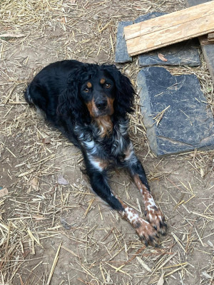 Étalon Epagneul Breton - Reena (Sans Affixe)