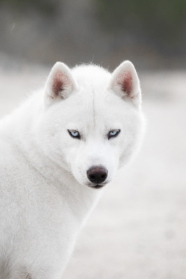 Étalon Siberian Husky - s'torianstar sibiriada TAYRAN