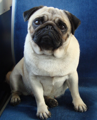 Étalon Carlin - rebecca of the world