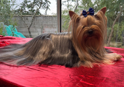 Étalon Yorkshire Terrier - U love me Titre Initial