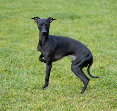 Étalon Petit Levrier Italien - VALENTINO Du Val De La Rose Des Vents