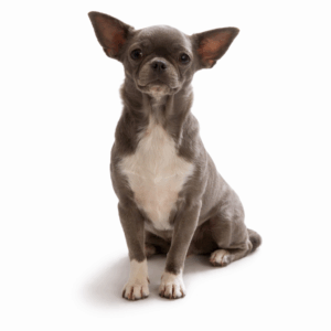 Étalon Chihuahua - Tabatha Du Royaume D'exquise