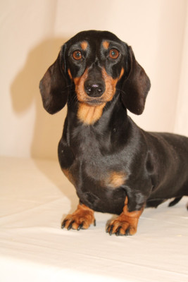 Étalon Teckel poil ras - CH. TIC de la Passe de l'Eider