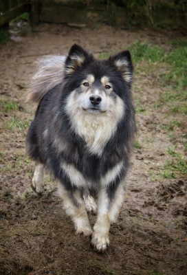 Étalon Chien finnois de Laponie - Unelma Des Mille Et Une Moustaches
