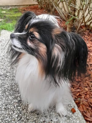 Étalon Epagneul nain Continental (Papillon) - Paddy des Plaines Du Minervois