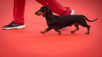 Étalon Teckel poil ras - redgi prado Paradis dit Vadrouille