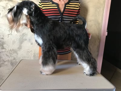 Étalon Schnauzer miniature - U Won my Heart des forbans du Roc d'Hervieux