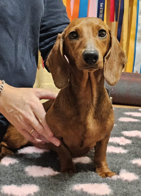 Étalon Teckel poil ras - UKITA de la Passe de l'Eider