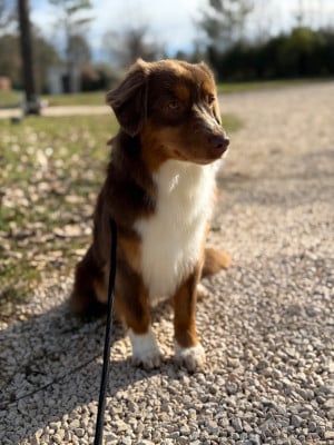 Étalon Berger Américain Miniature - Arizona des sylphes enchantées