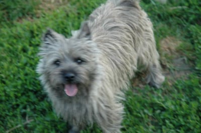 Étalon Cairn Terrier - VIP de la pinkinerie
