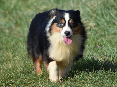 Étalon Berger Américain Miniature - Une jolie plume De La Folle Emprise