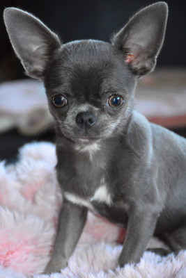 Étalon Chihuahua - Rio Alonzo (Sans Affixe)