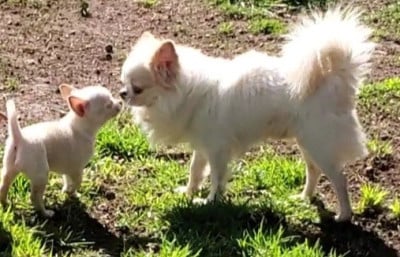 Étalon Chihuahua - CH. ARRY POTTER Du Domaine Des Thibouw D'Argent