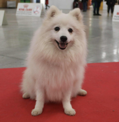 Étalon Spitz japonais - ASTRAL ACHIKA Of Fantasia Lover Land