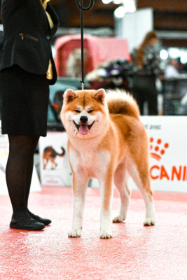 Étalon Akita - Akimasa Go Of Kamino Ken