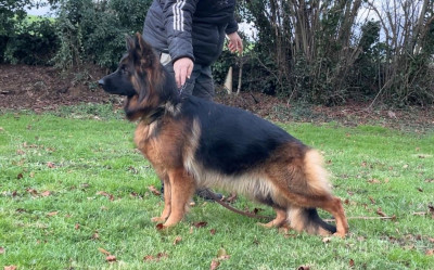 Étalon Berger Allemand Poil Long - Vita du domaine de sanctae crucis