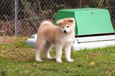 Étalon Akita - Ayumi of neko ken