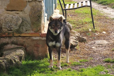 Étalon Shikoku - V'Kagura O chanur