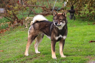 Étalon Shikoku - Ashitaka Du Murmure Des Ginkgos