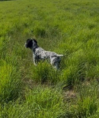 Étalon Braque d'Auvergne - Vigie du ruisseau de Montbrun