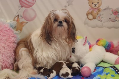 TABATA de la ferme des Mottes