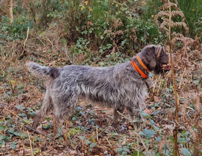 Étalon Griffon d'arrêt à poil dur Korthals - Vitalie De la Remise à Bécasse