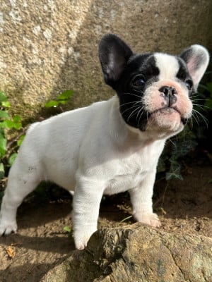 Étalon Bouledogue français - À La Folie Du Coeur De Javoscka