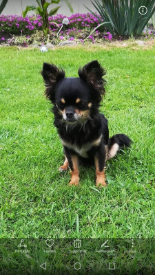 Étalon Chihuahua - ozzie (Sans Affixe)