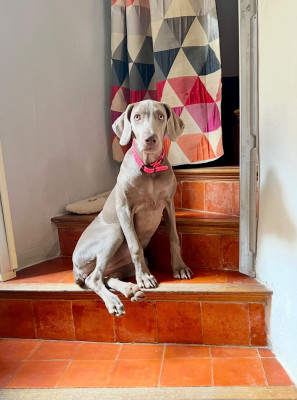 Étalon Braque de Weimar - Azote Du Mont Mirabilis