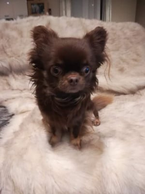 Étalon Chihuahua - PACHA (Sans Affixe)